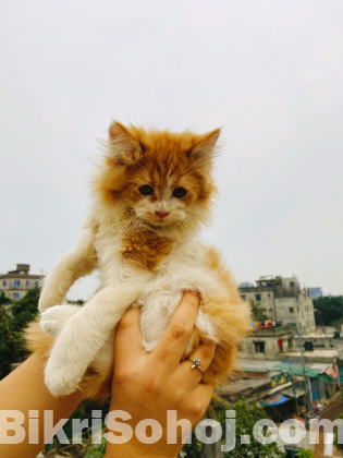 Pure persian cat baby's male and female